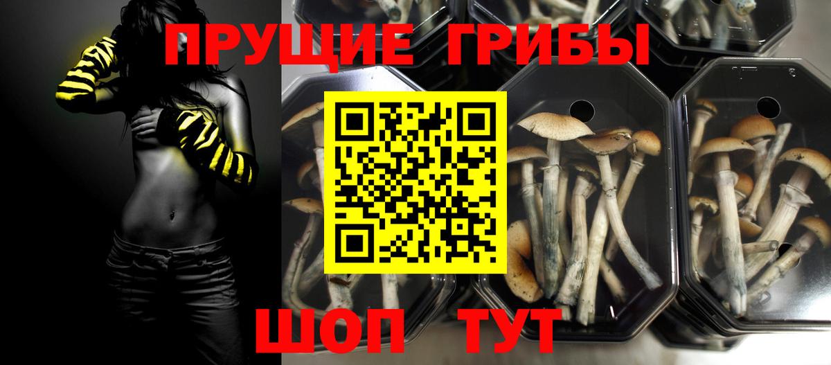 Новороссийск  Псилоцибиновые грибы Cubensis  как найти закладки  Вход с VPN 